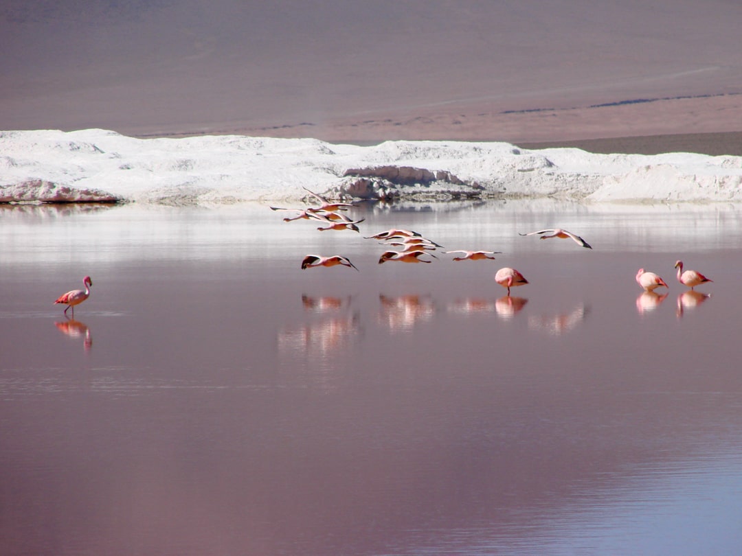 Fla mingos in der Laguna Colorado - Lagunenroute, Bolivien