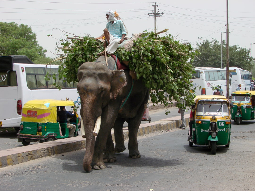 tierischer Verkehr in Indien