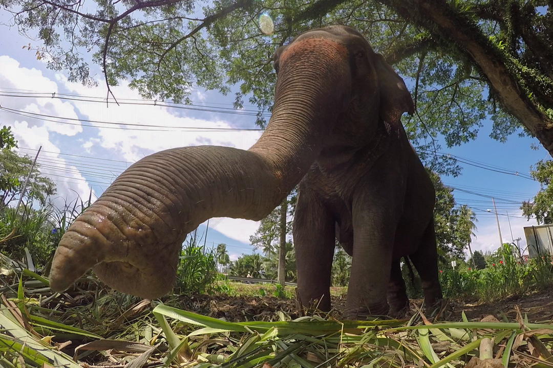 Rüssel mit Elefant - Thailand