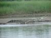 Krokodil im Royal Chitwan Nationalpark/Nepal