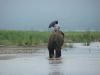 Elefant mit Regenschirm